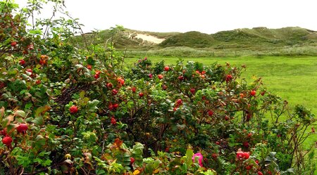 Norderney Strauch