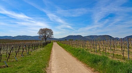 Pfälzer Radrundfahrt - Durch Weinreben und die Rheinebene – SPORTLICH