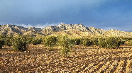 Feld Provence