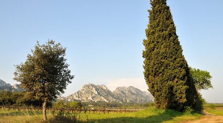Provence Baum 