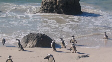 Südafrika Pinguin