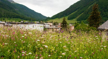 Wiese mit Blumen