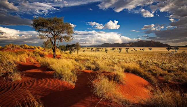 Namibia Baum