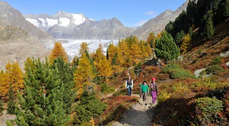 Aletsch Gletscher im Herbst