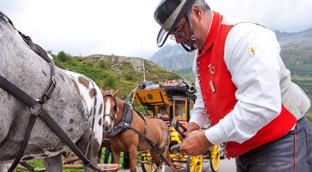 Gotthardspass Pferde