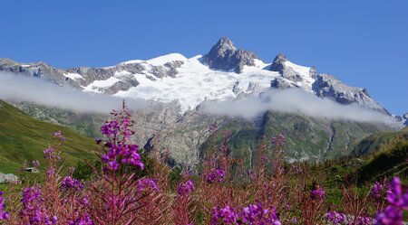 Mont Blanc Blumen