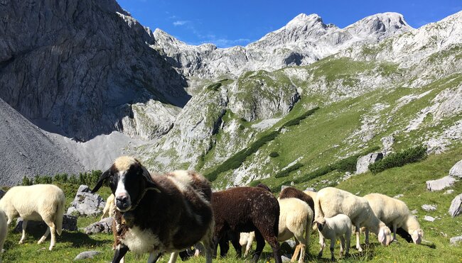 Schaf auf dem Berg