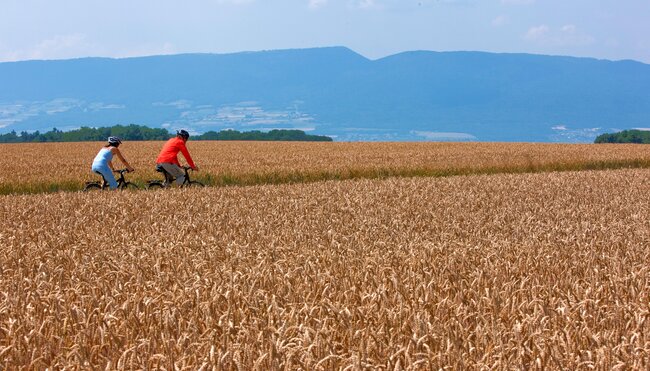 Mittelland-Route: Aare, Drei-Seen-Land & Genfersee 7 Tage