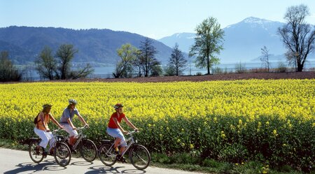 Schweiz Radweg vorbei an gelben Felder