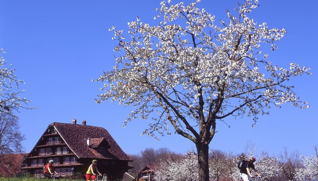 Schweiz Kirschbaum 