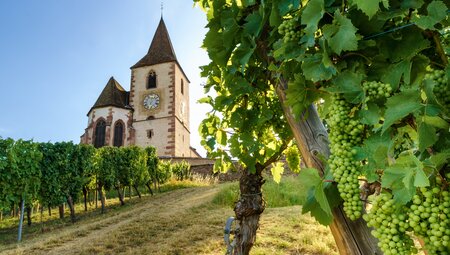 Das Elsass kulinarisch entdecken - Wandern zwischen Rhein und Vogesen