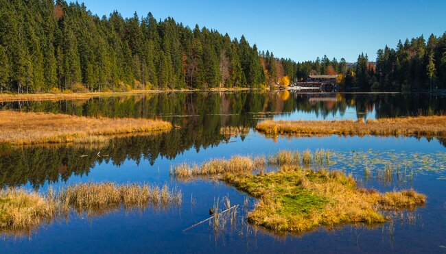 Deutschlands Wildnis - naturnah im Nationalpark Bayerischer Wald