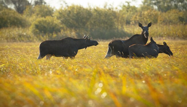 Naturreise Wildes Estland