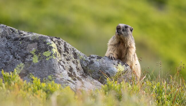 Nationalpark Hohe Tauern - naturnah entdecken