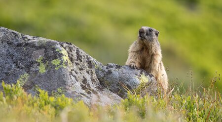 Nationalpark Hohe Tauern - naturnah entdecken