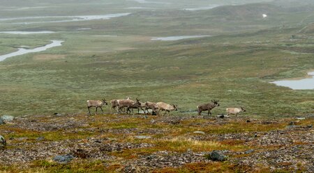 Wandern Lappland