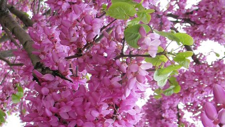 Andalusien - Sierra de Grazalema
