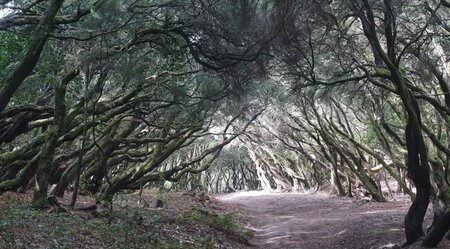 La Gomera - Botanisches Paradies