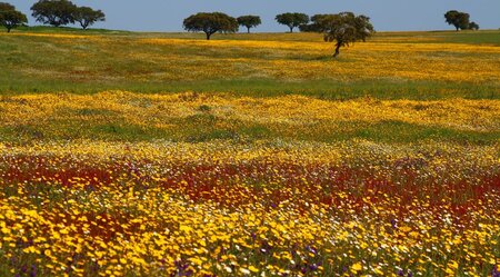 Den Alentejo auf verborgenen Wegen entdecken