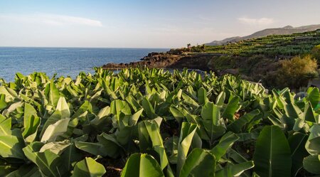 La Palma sportlich erwandern