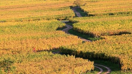 Das Elsass kulinarisch entdecken - Wandern zwischen Rhein und Vogesen