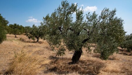 Chalkidikis Highlights erwandern