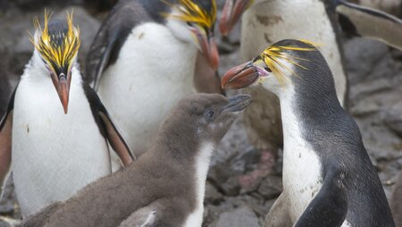 Macquarie Island