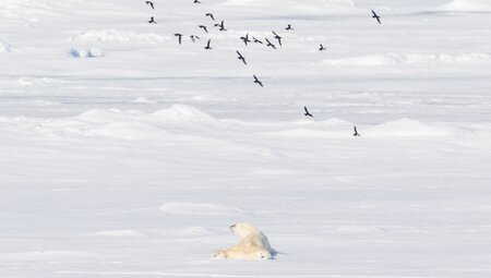 Arctic Ocean Expedition - von der Haustür bis ins Packeis