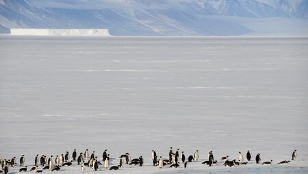 Ross Sea