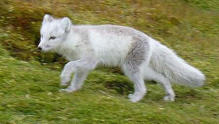 Arctic Ocean Expedition: Aberdeen - Fair Isle - Jan Mayen - Eiskante - Spitzbergen - Vogelkunde