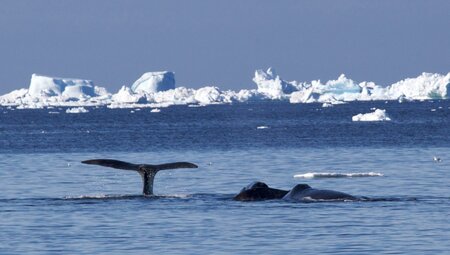 Arctic Ocean Expedition: Aberdeen - Fair Isle - Jan Mayen - Eiskante - Spitzbergen - Vogelkunde