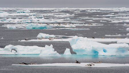 Arctic Ocean Expedition: Aberdeen - Fair Isle - Jan Mayen - Eiskante - Spitzbergen - Vogelkunde