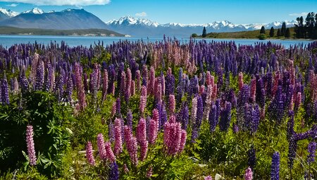 Neuseeland Südinsel