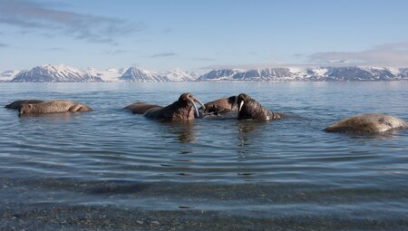 Arctic Ocean Expedition: Bremerhaven - Fair Isle - Jan Mayen - Eiskante - Spitzbergen - Vogelkunde
