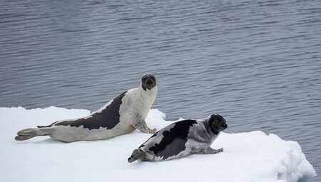 Arctic Ocean Expedition: Bremerhaven - Fair Isle - Jan Mayen - Eiskante - Spitzbergen - Vogelkunde