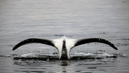 Nordspitzbergen - Zwischen Packeis, Grönlandwalen und Eisbären - Sommersonnenwende