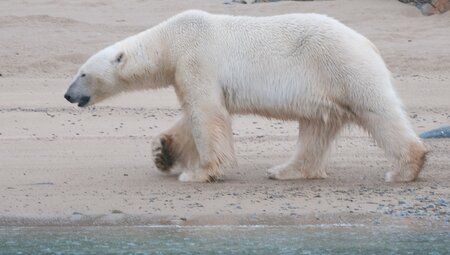 Nordspitzbergen - Zwischen Packeis, Grönlandwalen und Eisbären - Sommersonnenwende
