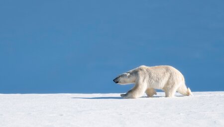 Nordspitzbergen - Zwischen Packeis, Grönlandwalen und Eisbären - Sommersonnenwende