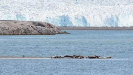 Nordspitzbergen - Zwischen Packeis, Grönlandwalen und Eisbären - Sommersonnenwende