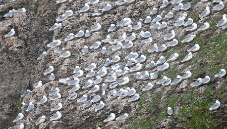 Nordspitzbergen - Zwischen Packeis, Grönlandwalen und Eisbären - Sommersonnenwende