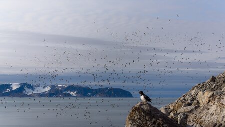 Nordspitzbergen - Zwischen Packeis, Grönlandwalen und Eisbären - Sommersonnenwende