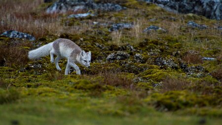 Spitzbergen Umrundung - Kvitøya, Im Reich von Eisbär & Eis