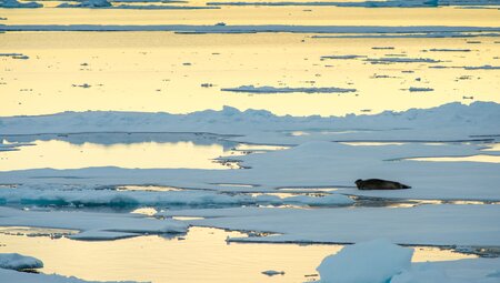 Spitzbergen Umrundung - Kvitøya, Im Reich von Eisbär & Eis