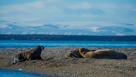Spitzbergen Umrundung - Kvitøya, Im Reich von Eisbär & Eis
