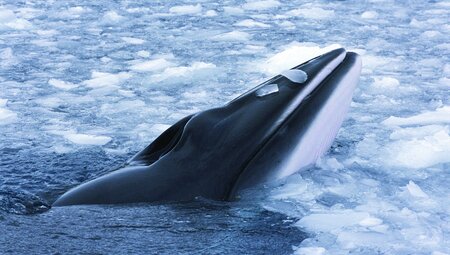 Nordspitzbergen - Auf der Suche nach Eisbären und Packeis