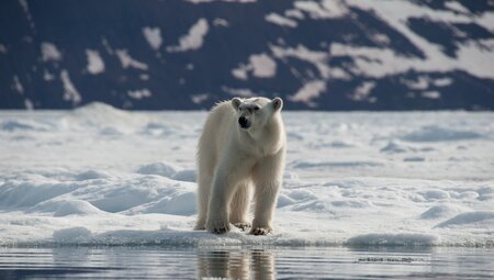 Nordspitzbergen - Auf der Suche nach Eisbären und Packeis