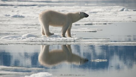 Nordspitzbergen - Auf der Suche nach Eisbären und Packeis