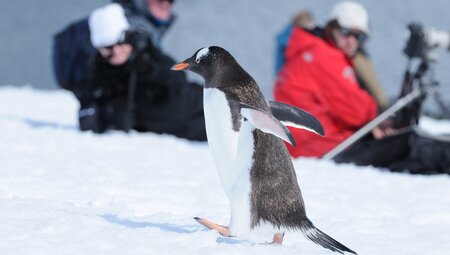 Gentoo Pinguin