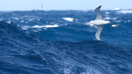 Wanderalbatross