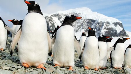 Gentoo Pinguine in der Antarktis